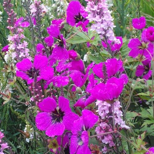 Storchenschnabel, blumendeko Geranium wilfordii, seltene bodendecker gartendeko für draußen wildblumensamen 700Samen