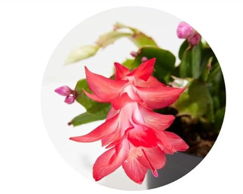 Cactus de Navidad | DECOALIVE | Planta Ideal para Regalar | Flores de Colores