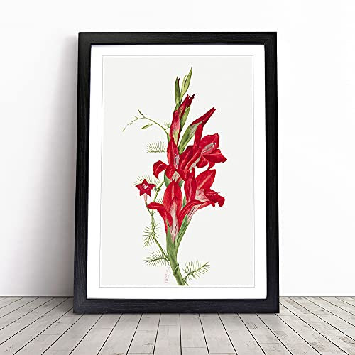 Cannas And Cypress Vine By Mary Vaux Walcott Framed Wall Art Picture Print - Canvas Painting - Modern Home Décor Poster - Ready to Hang for Living Room Bedroom Kitchen - Black A3 (36 x 48 cm)