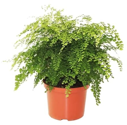 Adiantum Natural Planta Ornamenta que Llena de Encanto y Distinción el Interior del Hogar