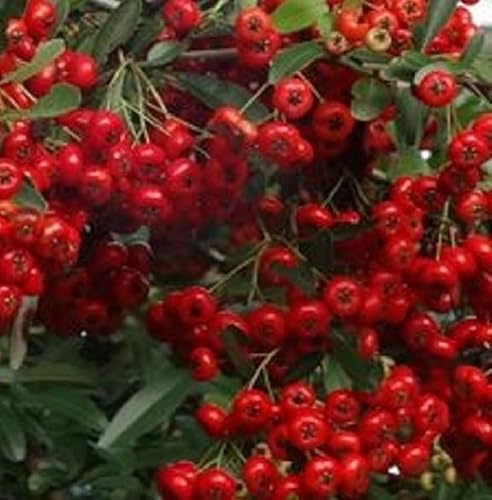 40pz Pianta Pyracantha