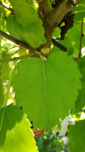 Morus alba/Mûrier blanc/Conteneur de 3 à 4 litres/Arbuste Fruitier