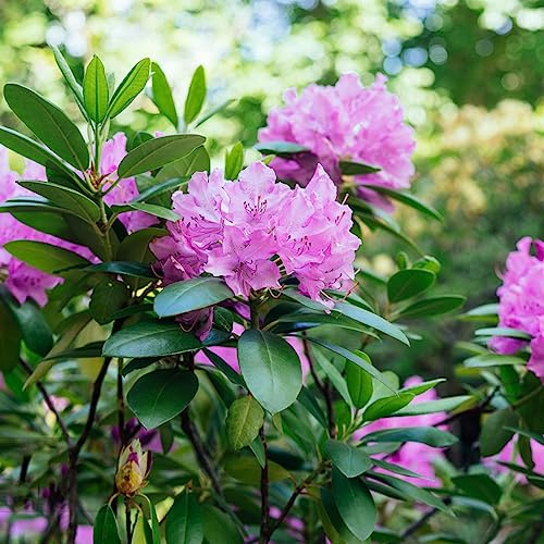 rhododendron steingartenpflanzen sommerblumen zimmerbonsai bonsai schmetterlingsflieder balkonpflanze kletterpflanze blüten azalee winterhart exotische zimmerpflanzen topfpflanzen echt 225samen