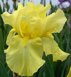 Golden Hind, Yellow Bearded REBLOOMING IRIS (1) Rhizome/Bulb/Root Ready for Planting Now