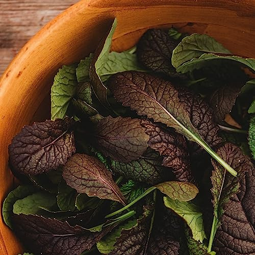 Red Giant Mustard - 500 Seeds - Japanese Heirloom, Great for Containers, Non-GMO Purple Mustard Seeds for Planting, Grow Your Own Salad Greens Indoors or Outdoors, Thresh Seed Company