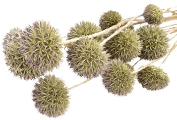 NaDeco Eryngium planum in Natur, Länge ca- 40-60cm Trockenblumen Mannstreu getrocknet Edeldistel getrocknet Kugeldistel Distel getrocknet Eryngium 'Blue Hobbit Boho-Style Trockenblumenstrauß