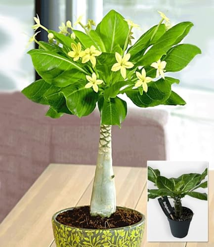 BALDUR Garten 2x Hawaii-Palme, Pflanzen im 12 cm-Topf | viele, kleine, gelbe Sternblüten, Zimmer- & Balkonpflanze für Ihr Zuhause, Palme im Miniaturformat, wunderschöner Blickfang