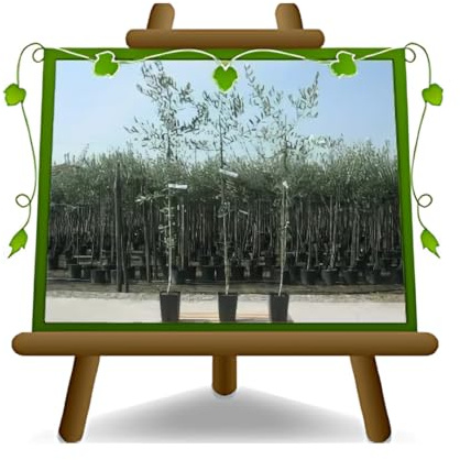 Olivier Olivenbaum Oliven Uovo di Piccione - Obstpflanze Baum Höhe max 160-3 Jahre Anbau Italien