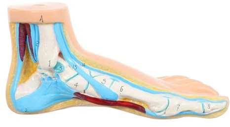 TOPBATHY Anatomisches Fußmodell aus Vinyl für Unterricht an Mittelschulen Realistisches und Lehrreiches Modell zur Erklärung der Fußmuskulatur und Gelenkstruktur