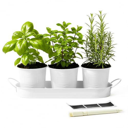 DIVCHI Metal Herb Planter Pots Set of 3 with Tray & Chalk Labels – Indoor Herb Garden Kit for Kitchen Windowsill – Decorative Herb Pots for Basil, Mint, Rosemary – Indoor & Outdoor Use (White)