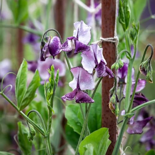duftwicke - balkonpflanzen rankpflanze gartenblumen bodendecker garten balkon dekoration exotische blumensaat Duftend frühlingsblumen schnittblumen balkonblumen 50samen