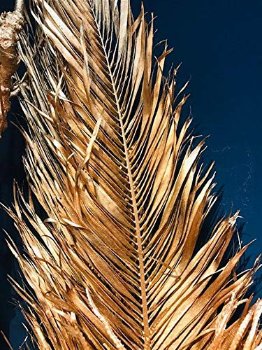 Foglia di Palma Phoenix essiccata Color Oro h. 170 cm