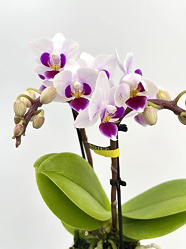 Paphiopedilum Hybrid Gem, Slipper Orchid, Stunning Rare Orchid