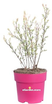 Pianta di Salix Integra Flamingo Salice Fenicottero pianta da esterno variegata cespuglio ornamentale vero venduto da eGarden.store