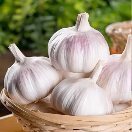knoblauch - winterknoblauch - gemüsepflanzen kräutersamen pflanzknoblauch bio, balkonpflanzen bodendecker mehrjährig hochbeet 60samen