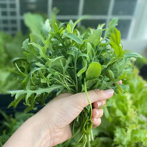 semi di rucola - biologici, varietà antiche, balcone Copertura 1000pcs