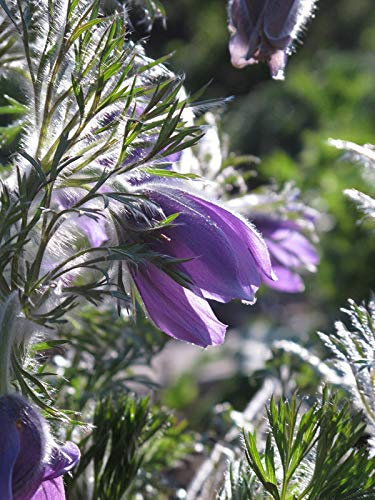 Vanlig passionsblomma (Pulsatilla vulgaris) 30 frön