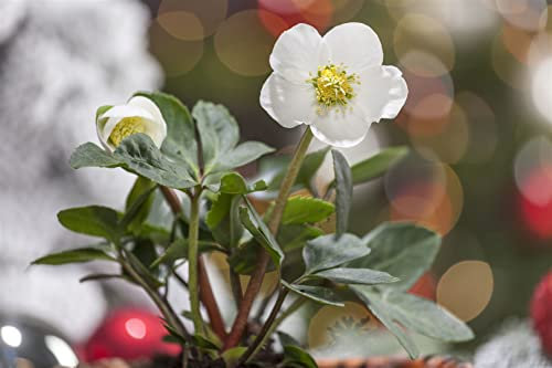 Helleborus niger ca. 11x11 cm Topf - Christrose, weiße Blüten, Blütezeit Dezember-März, ideal für schattige Beete, winterhart, pflegeleicht