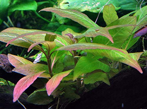 AquaOne Aquarium Pflanze Hygrophila Compact Stängelpflanze Aquascaping | Wasserpflanze Aquariumpflanze, voll durchwurzelt, einfach pflegeleicht, Dekoration