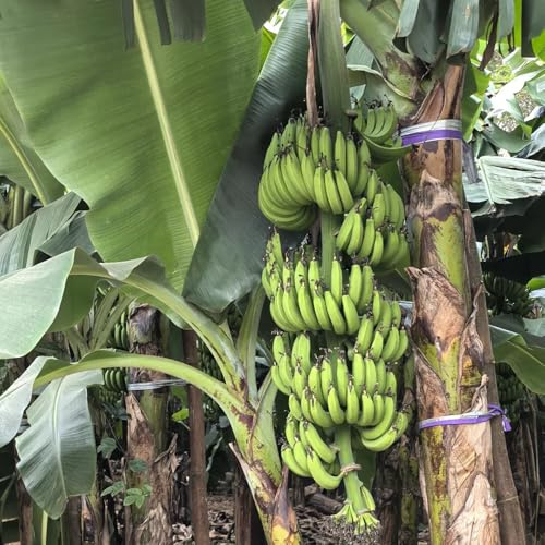 Semillas de plátano, semillas de balcón resistentes 100pcs