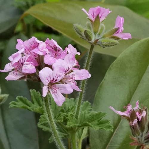 Semillas de Pelargonium graveolens, geranio con aroma a geranio de limón, otoño resistentes Jardín de interior, exóticas 100pcs