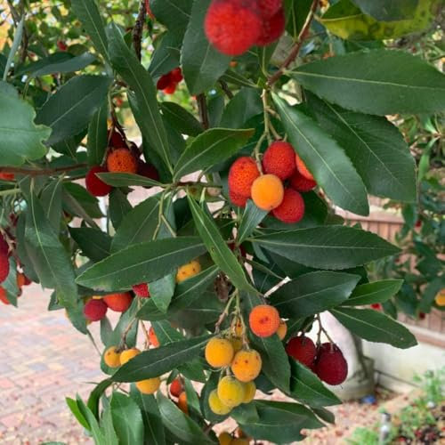 Arbutus unedo (Strawberry Tree) - Hardy Shrub with Year-Round Interest, Clusters of White Flowers - Ideal for Coastal Gardens and Woodland Areas – 1x 9cm Potted Plant by Thompson & Morgan