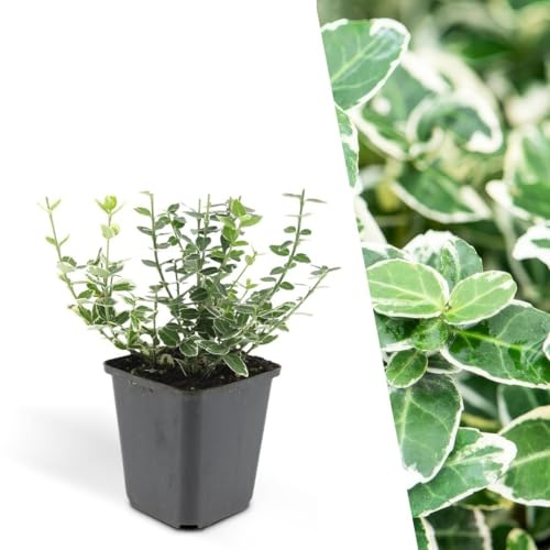 Plants by Frank Euonymus Emerald 'n Gaity, 48 Stück, Ø 9 cm | Bunte Spindelstrauch Pflanzen, Bodendecker Winterhart Mehrjährig Immergrün, Kleinstrauch, Topf 9 cm, Höhe: 15 cm