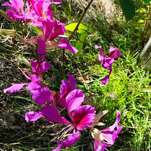 semillas de orquídeas - raras invernaderos de balcón otoño semillas para invitados arbustos para jardín exóticas exterior silvestres 25pcs