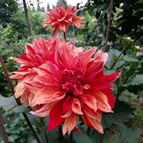 dahlien kräutergarten blumensamen balkon garten gartenpflanzen winterhart, stauden winterhart mehrjährig, topfpflanzen 1000samen