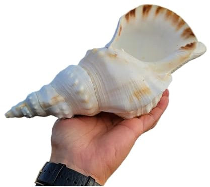 Coquillage naturel de coquille de noix de Conque， Coquillages naturels, grandes coquilles de conque for la décoration 17-25 cm for mariage, fête sur la plage, décorations for la maison, collectionneur
