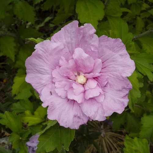 Vivai le Georgiche - Pianta vera di Hibiscus syriacus Lavender Chiffon - vaso Ø 18 cm