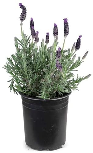 Planta Lavanda con Flor Lila en Temporada Planta Natural