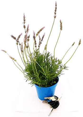 POWERS TO FLOWERS - LAVANDA INGLESE, VASO 14 CM DIAMETRO, pianta vera