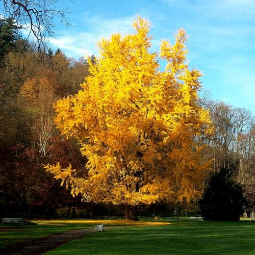Plant theory Maidenhair Tree Conifer Tree Ginkgo Biloba Evergreen 2L Pot