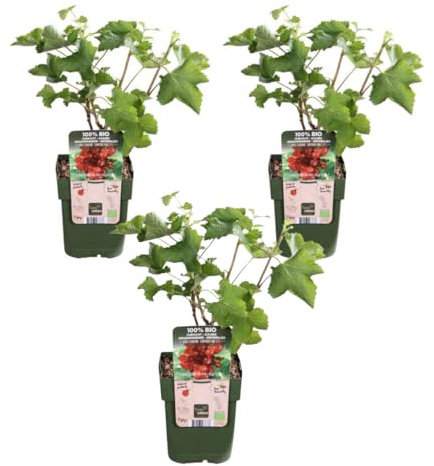 My Green Help – Set 3× Ribes rosso (Ribes rubrum 'Jonkheer van Tets') – Vaso Ø13cm, H20cm – Arbusti fruttiferi per balcone e giardino, raccolta estiva