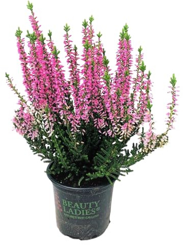 Calluna Natural Rosa - Planta de Exterior y Fácil de Cuidar
