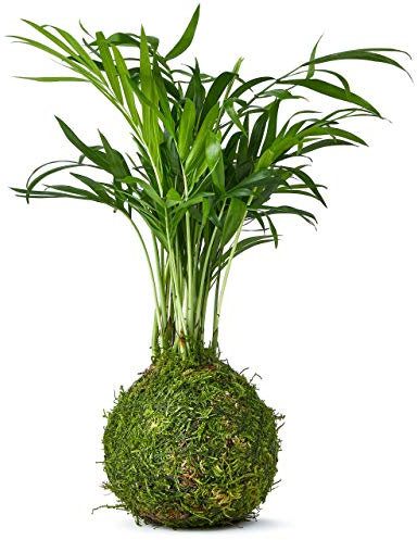 Tranquil Plants Home Decor Palm Bonsai Tree Indoor Plant Embedded in Green Moss Ball for Bedroom - The Green Moss Ball - Japanese Zen Gardens and Bonsai Gardening Gift Indoor Plant 25cm