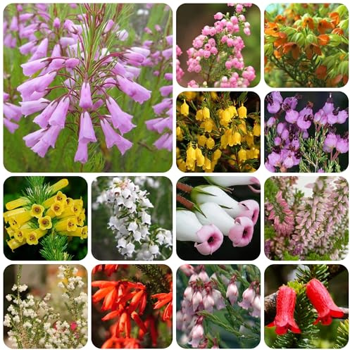 semillas de brezo - brezo de primavera, resistentes en balcón originales semillas balcón interior raras Decoraciones otoñales 350semillas