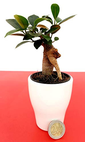 POWERS TO FLOWERS - FICUS GINSENG MICRO IN VASO CERAMICA BIANCO, pianta vera