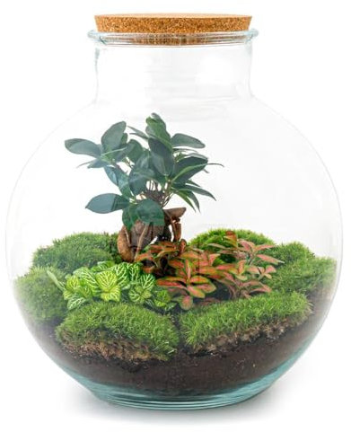 Exotenherz Flaschengarten Bolder Bob - DIY-Pflanzenterrarium - 30 cm hoch - mit Ficus Ginseng Bonsai