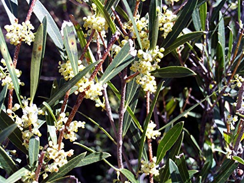 Schmalblättrige Phillyrea Angustifolia Mock Liguster 15 Samen UKfreep & P :Package Seeds Only