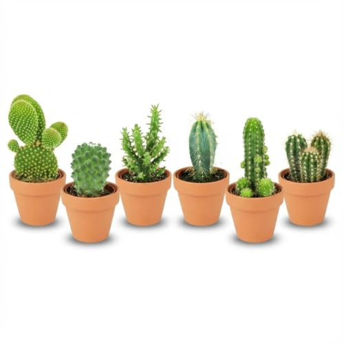 Mini Cactus con Maceta Terracota, Planta de Interior, Terracota, Set de 6
