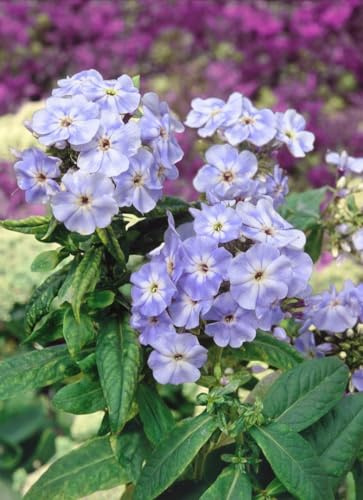 Phlox paniculata 'Blue Boy' 11 cm Topf – Winterhart, Mehrjährig, Pflegeleicht – Sommerphlox – Staude für Beet & Garten