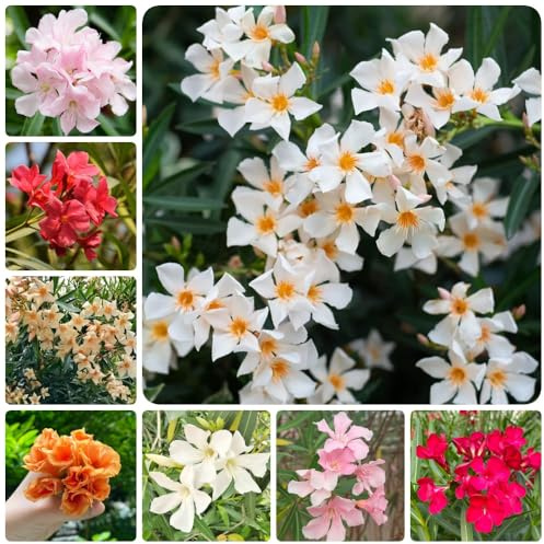 semillas de adelfa, silvestres jardín arbustos en resistentes al aire libre raras verano decoración exóticas 16pcs