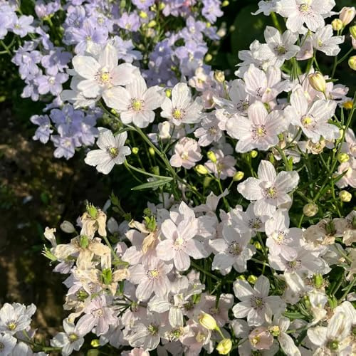 semi di speronella, resistenti balcone giardino rare 800pcs