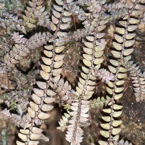 rose von jericho kaufen - balkon winterharte kübelpflanzen garten gewächshaus blumendeko 3zwiebeln