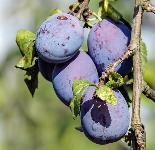 PIANTA DA FRUTTO SUSINO Compatible with STANLEY in vaso 24 età 3/4 anni (foto reali)