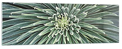 Panorama Bilder auf Glas 160x50cm Glasbild Agave Grün Pflanze Groß XXL Wanddeko Bild im Glas Schlafzimmer Küche Wandbilder Dekoration Wohnzimmer Modern Wall Decor Wand Kunstdruck Art GAB160x50-4905