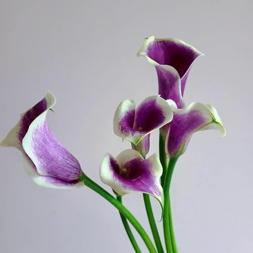 2bulbi di calla perenni resistenti - primaverili, interno di calle, perenne, giardino da balcone, crescita
