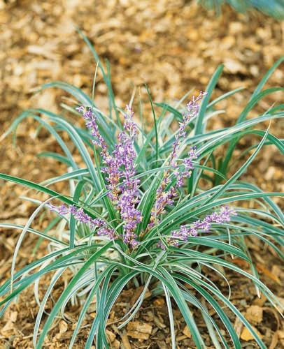 Liriope spicata 9x9 cm Topf – Winterhart, Mehrjährig, Pflegeleicht – Lilientraube – Bodendecker für Garten & Schatten